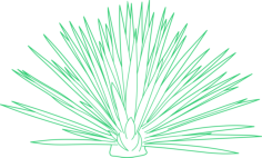 Plants Agave Blue Engraving Svg Design, Free Vectors File